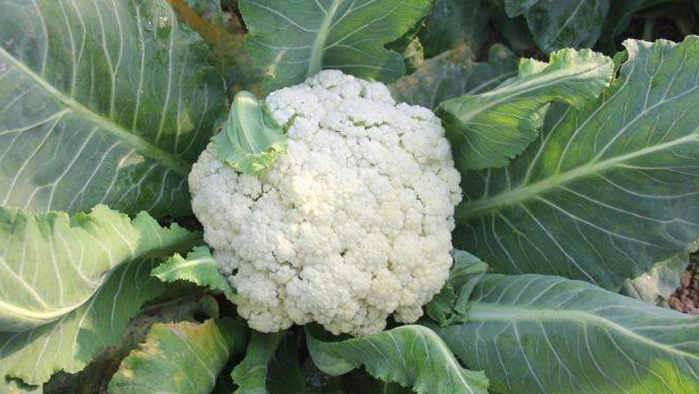 花椰菜的功效与作用、禁忌和食用方法