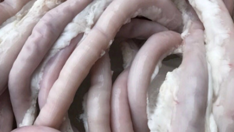 粉肠的功效与作用、禁忌和食用方法