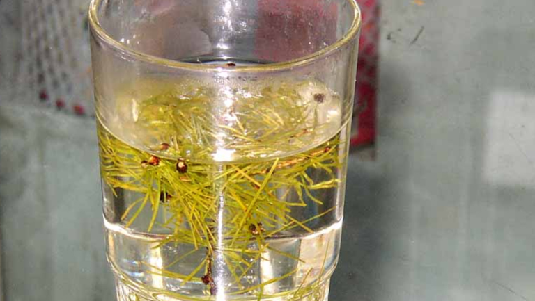 松毛泡酒的功效与作用、禁忌和食用方法