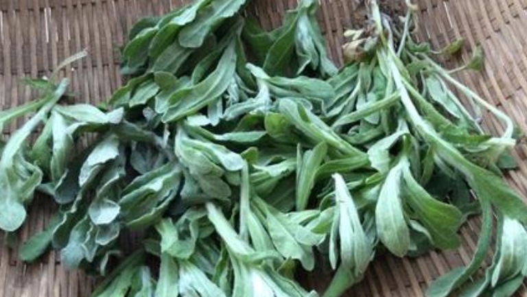 清明草的功效与作用、禁忌和食用方法