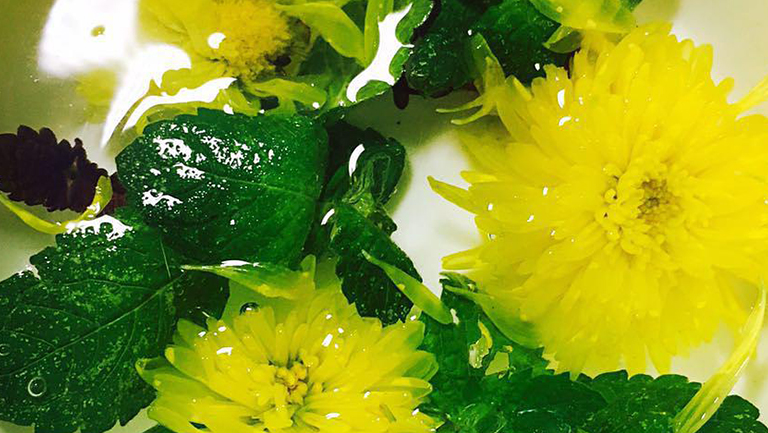 紫苏叶和菊花泡水喝的功效与作用、禁忌和食用方法