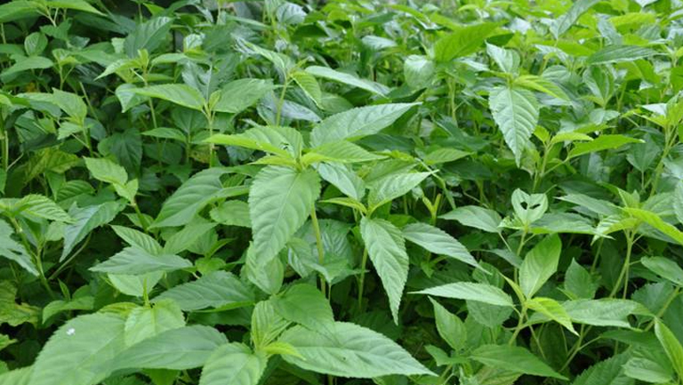 黄麻叶的功效与作用、禁忌和食用方法