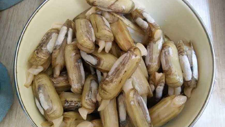 海蛏的功效与作用、禁忌和食用方法