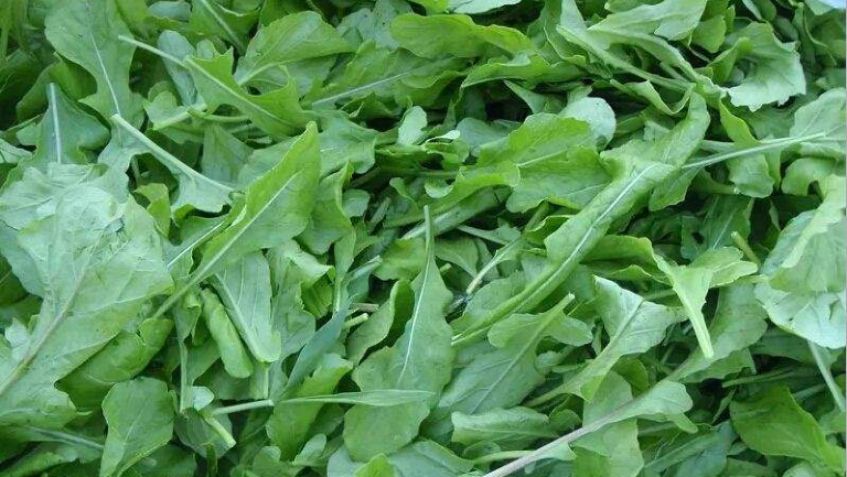 芝麻叶的功效与作用、禁忌和食用方法