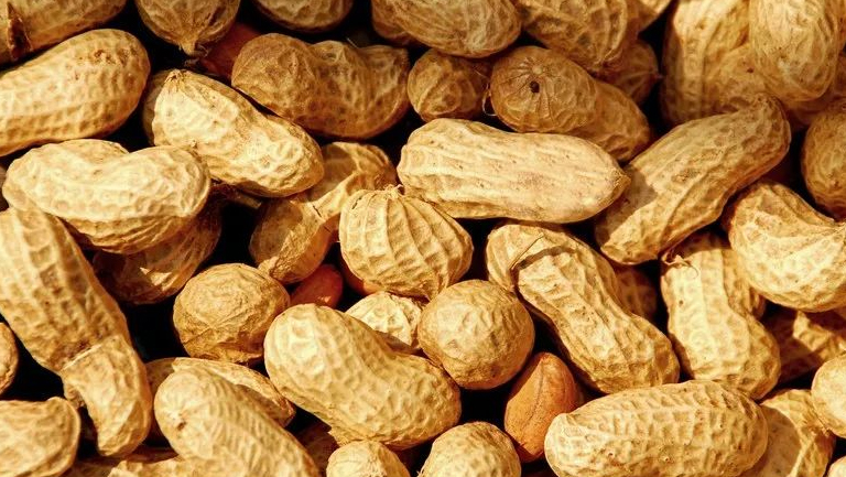泥豆的功效与作用、禁忌和食用方法