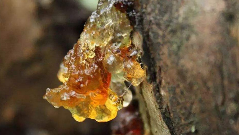 桃树胶的功效与作用、禁忌和食用方法