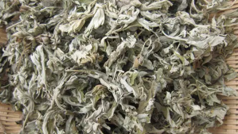 干艾草的功效与作用、禁忌和食用方法