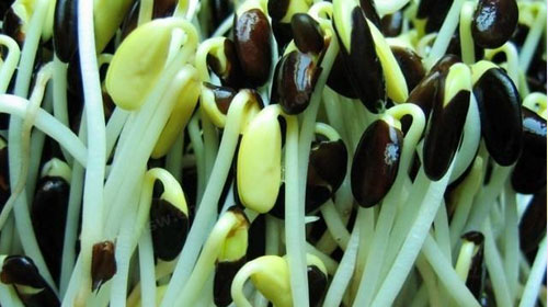 黑豆豆芽的功效与作用、禁忌和食用方法