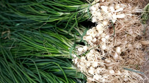 野蒜的功效与作用、禁忌和食用方法