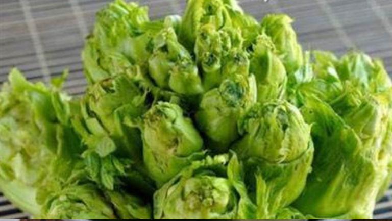 儿菜的功效与作用、禁忌和食用方法