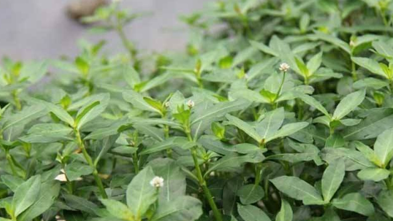 过塘蛇的功效与作用、禁忌和食用方法