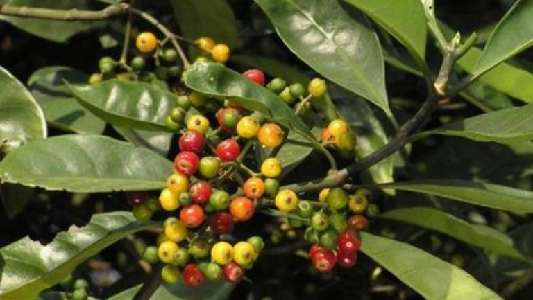 山大颜的功效与作用、禁忌和食用方法