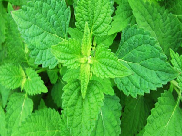 冬凌草的功效与作用、禁忌和食用方法