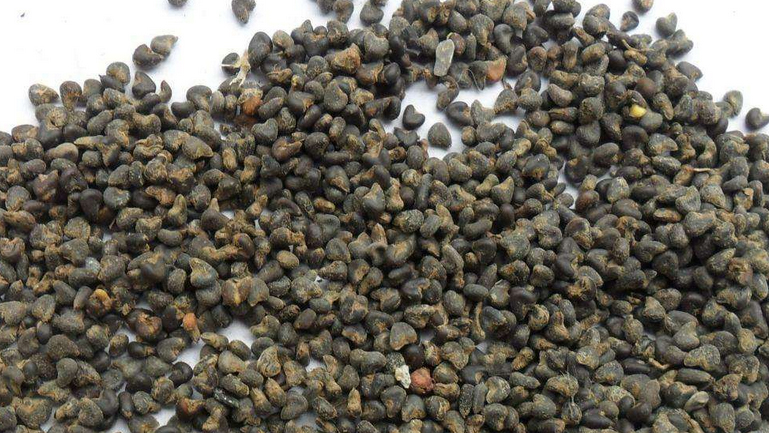 冬葵子的功效与作用、禁忌和食用方法