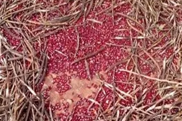 野红豆的功效与作用、禁忌和食用方法