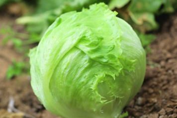 包心生菜的功效与作用、禁忌和食用方法